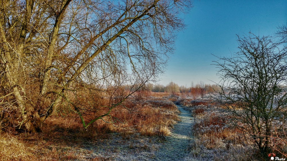 Winter Millingerwaard