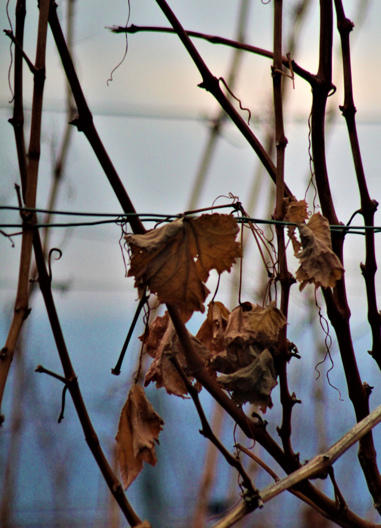 Winter Minimalismus im Weinberg