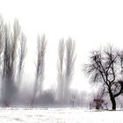 Winter mist in my garden, 2016...