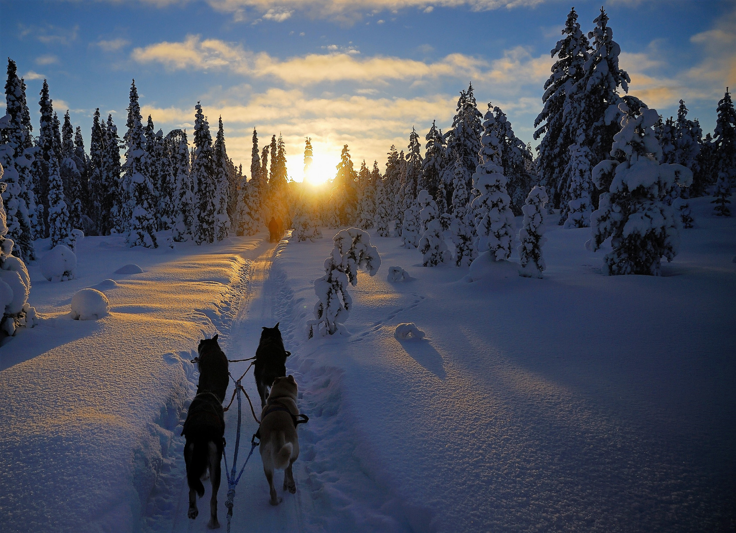 Winter mit dem Hundeschlitten im Norden