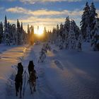 Winter mit dem Hundeschlitten im Norden