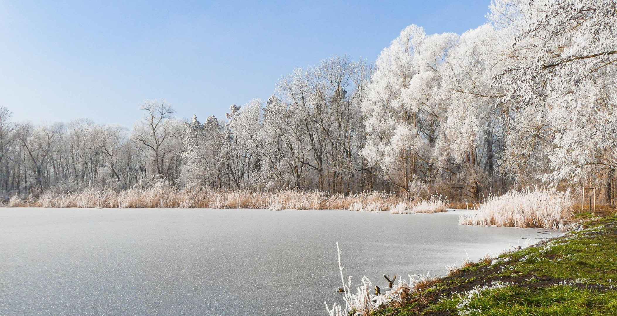 Winter mit grüner Ecke