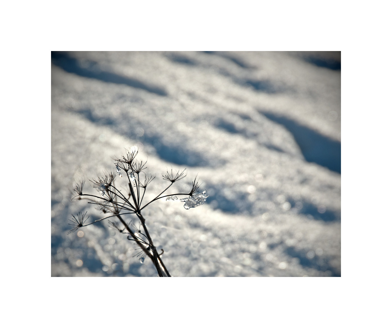 Winter mit Plümschen