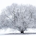 Winter mit Schnee im Staftpark