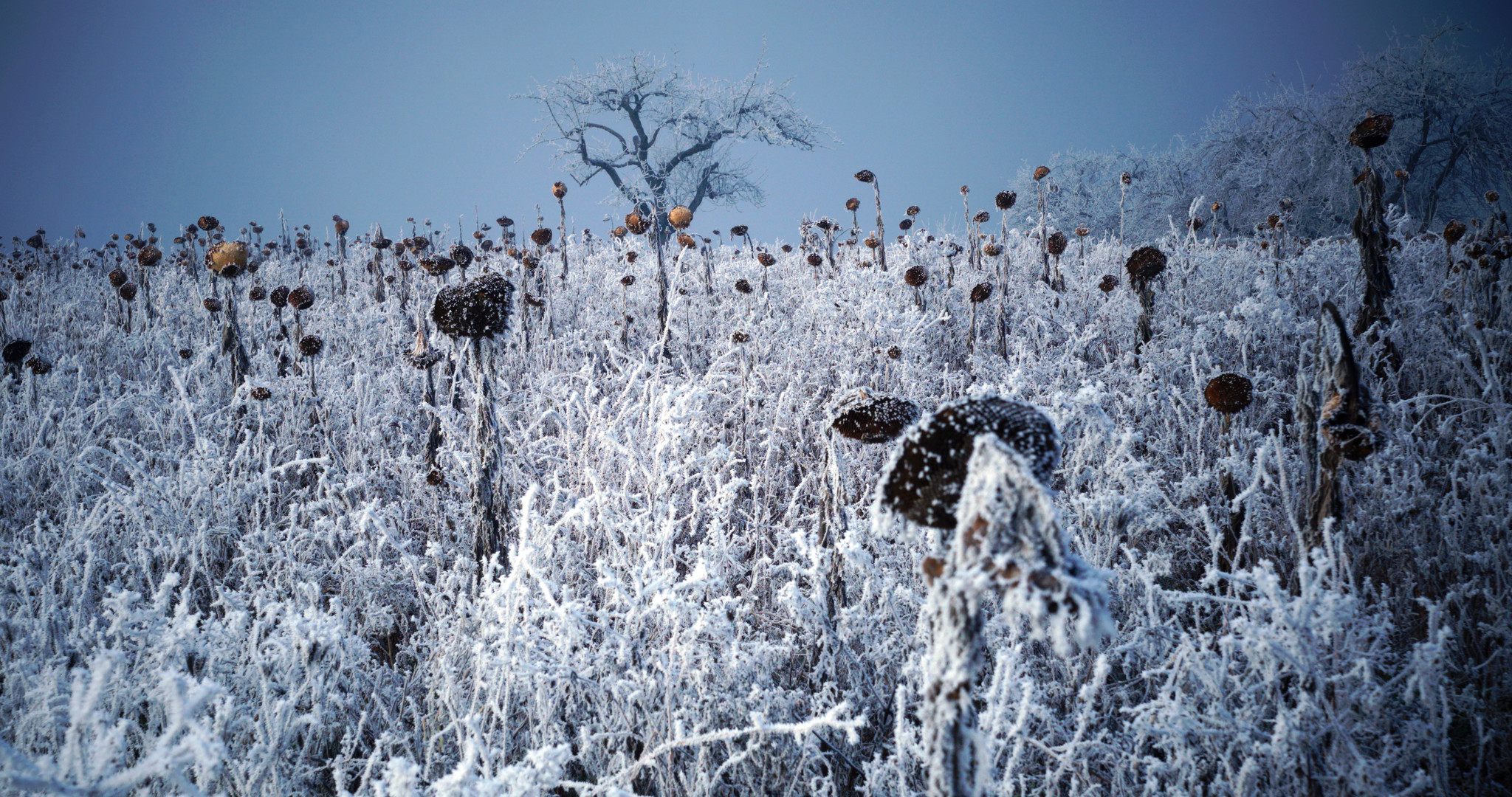 Winter mit Sonnenblumen!