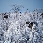 Winter mit Sonnenblumen!