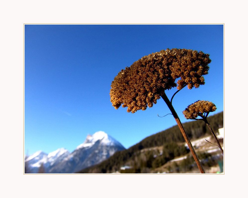 Winter mit Trockenblumen