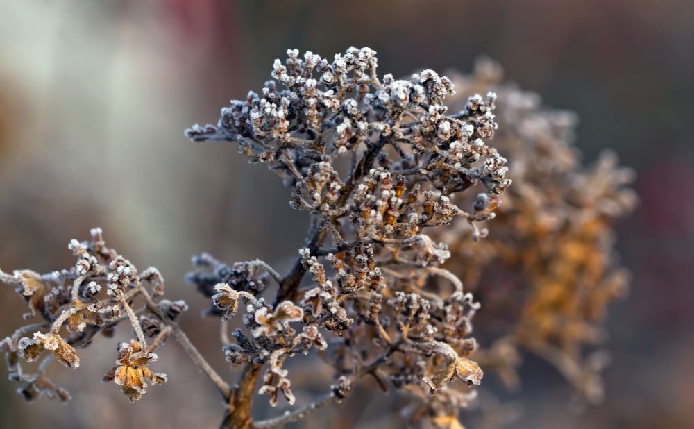 Winter Mittwochsblümchen