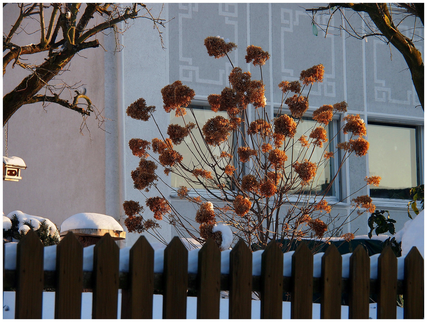 Winter-Mittwochsblümchen