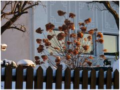 Winter-Mittwochsblümchen