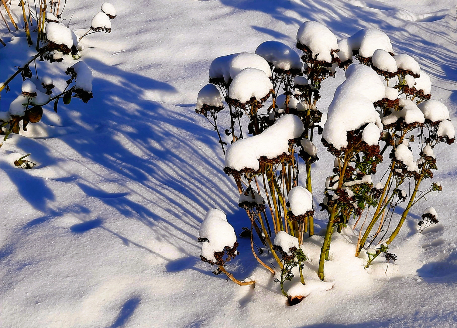 Winter-Miwoblümchen