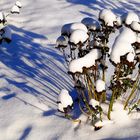 Winter-Miwoblümchen