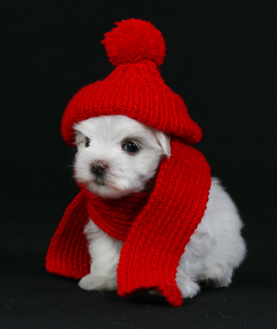 Winter Mode Malteser Hund