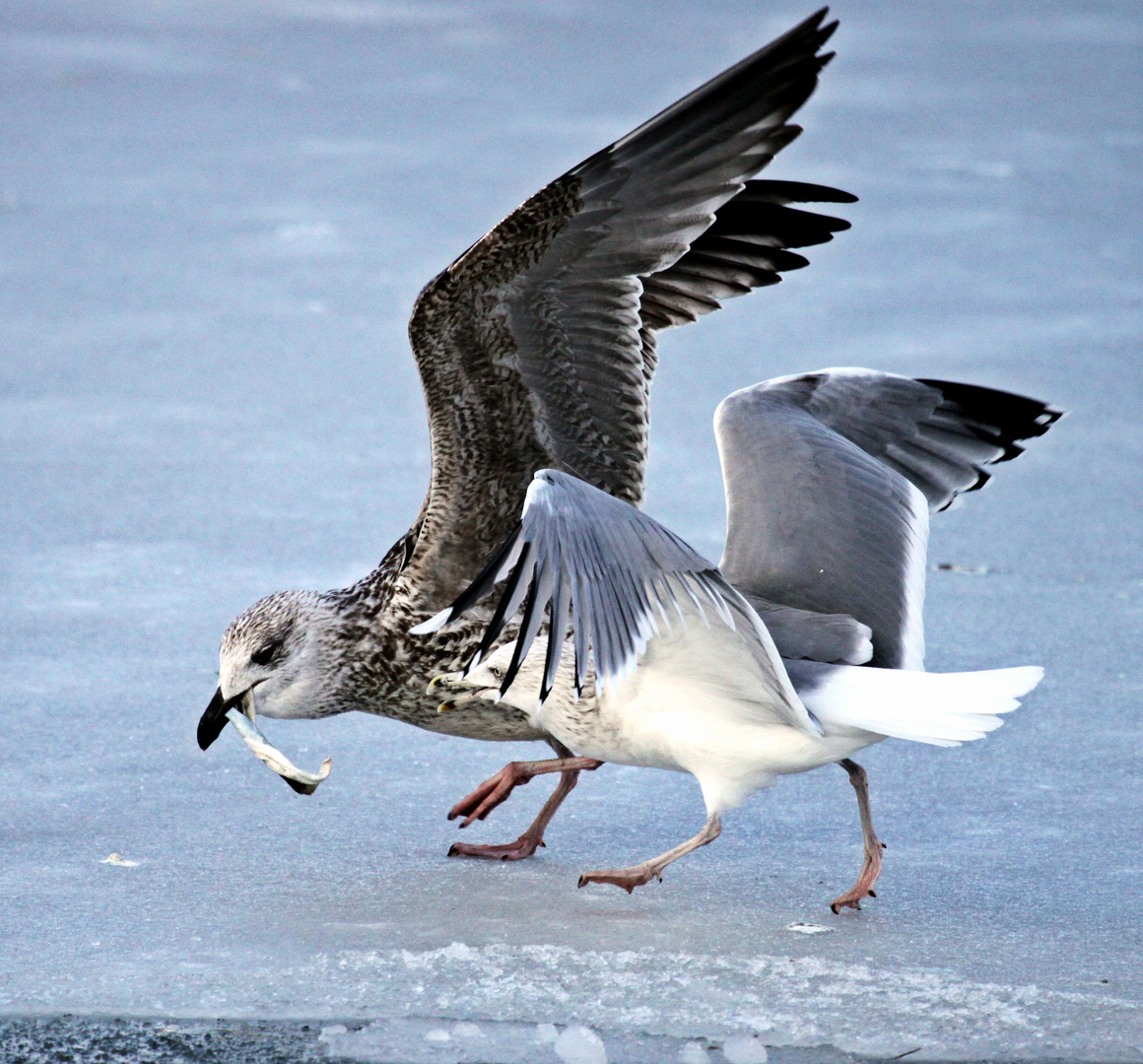 Winter Möve 1