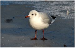 Winter Möwe