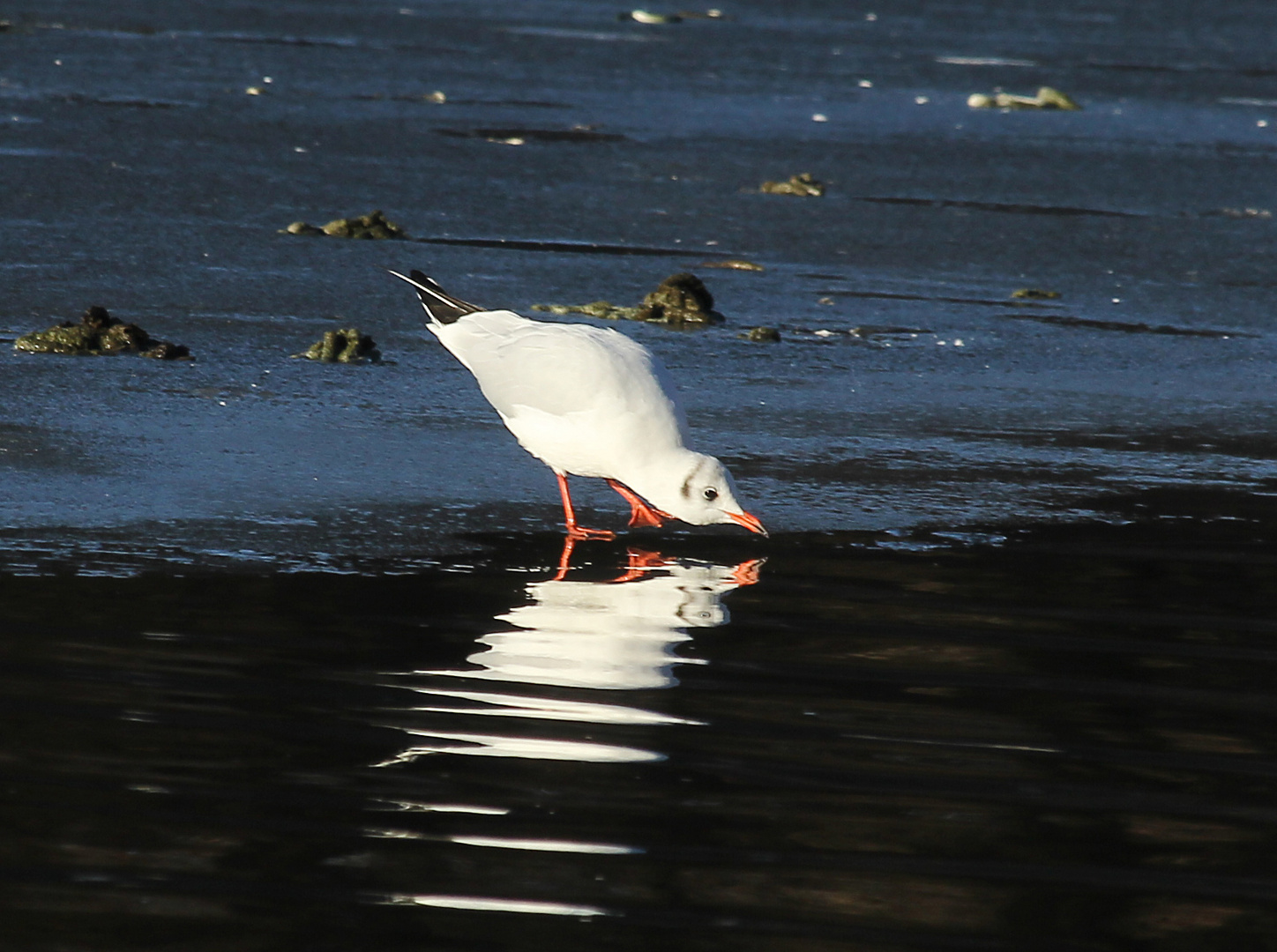 Winter-Möwe auf Eis