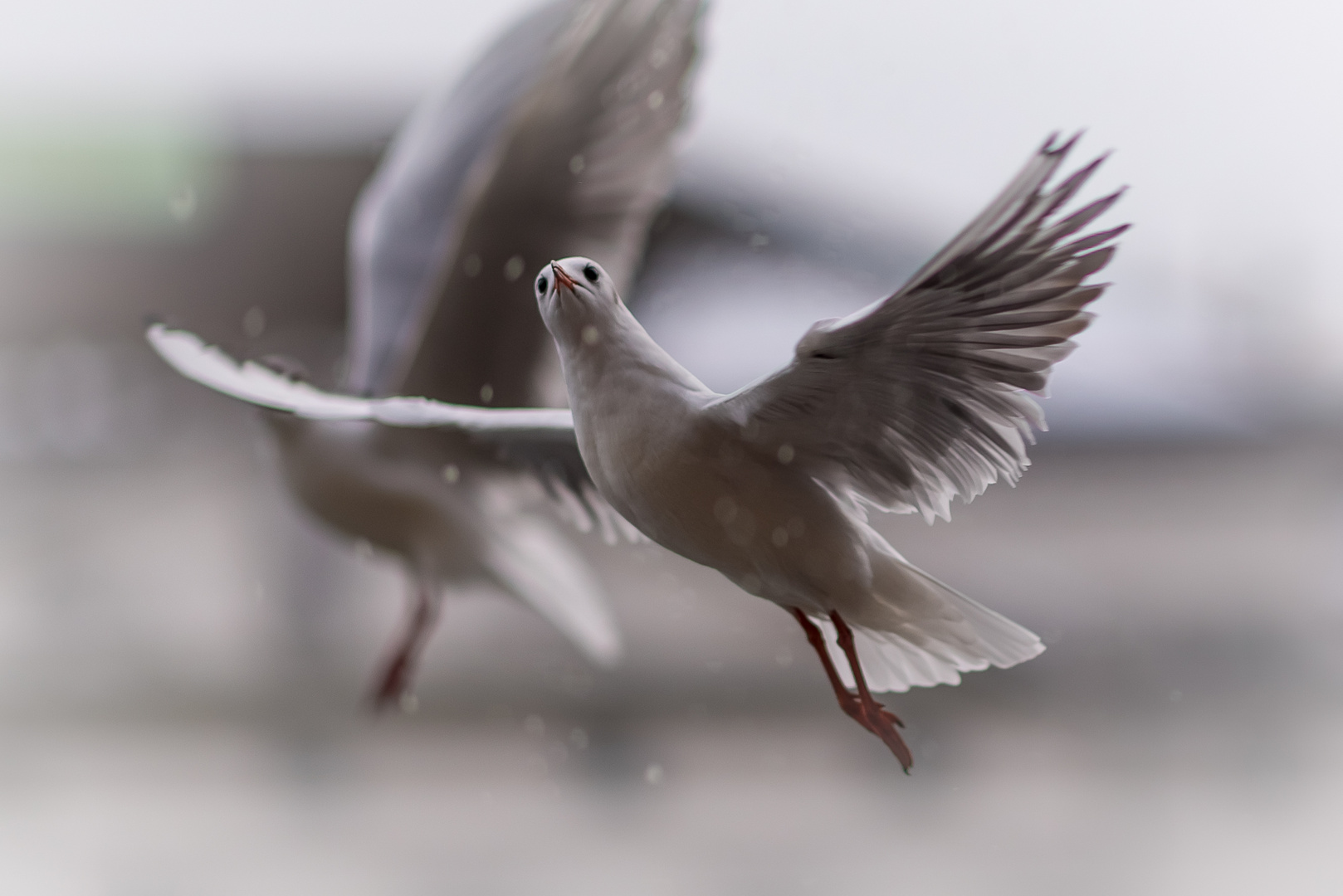 "Winter-Möwe...Luzern"