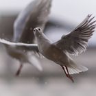 "Winter-Möwe...Luzern"