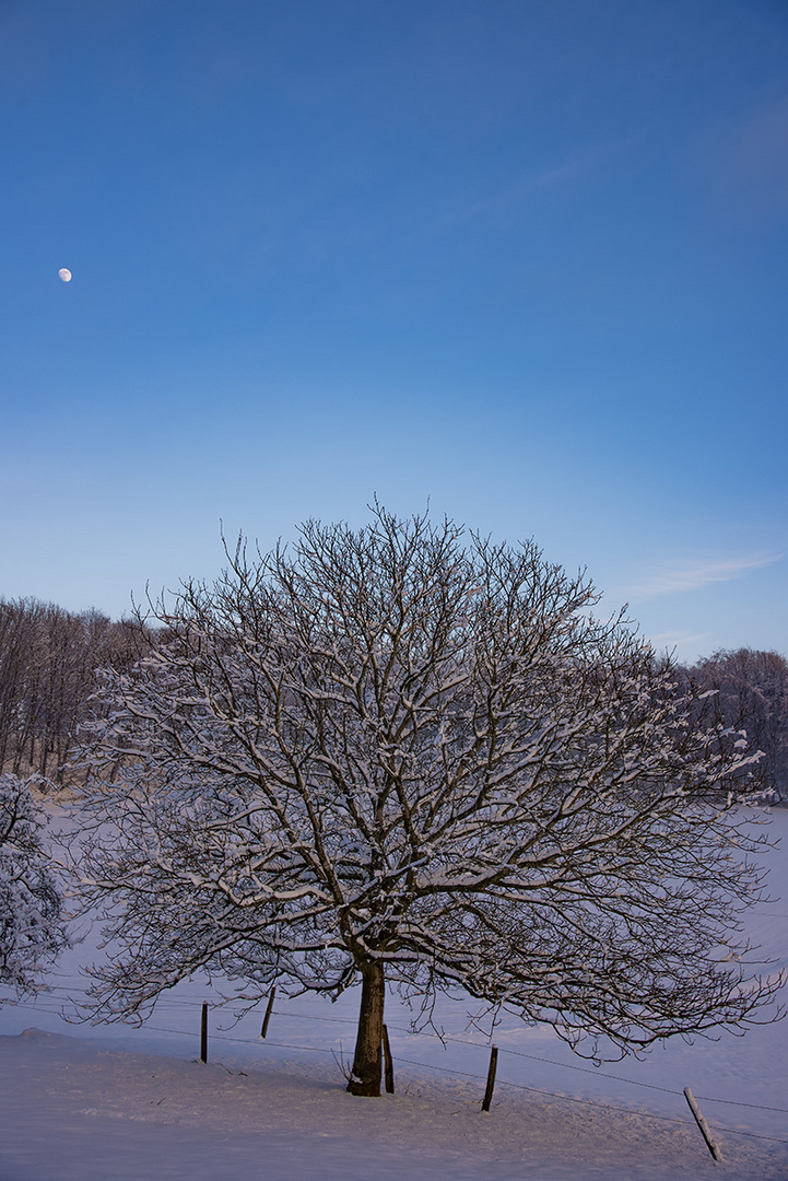 Winter-Mond