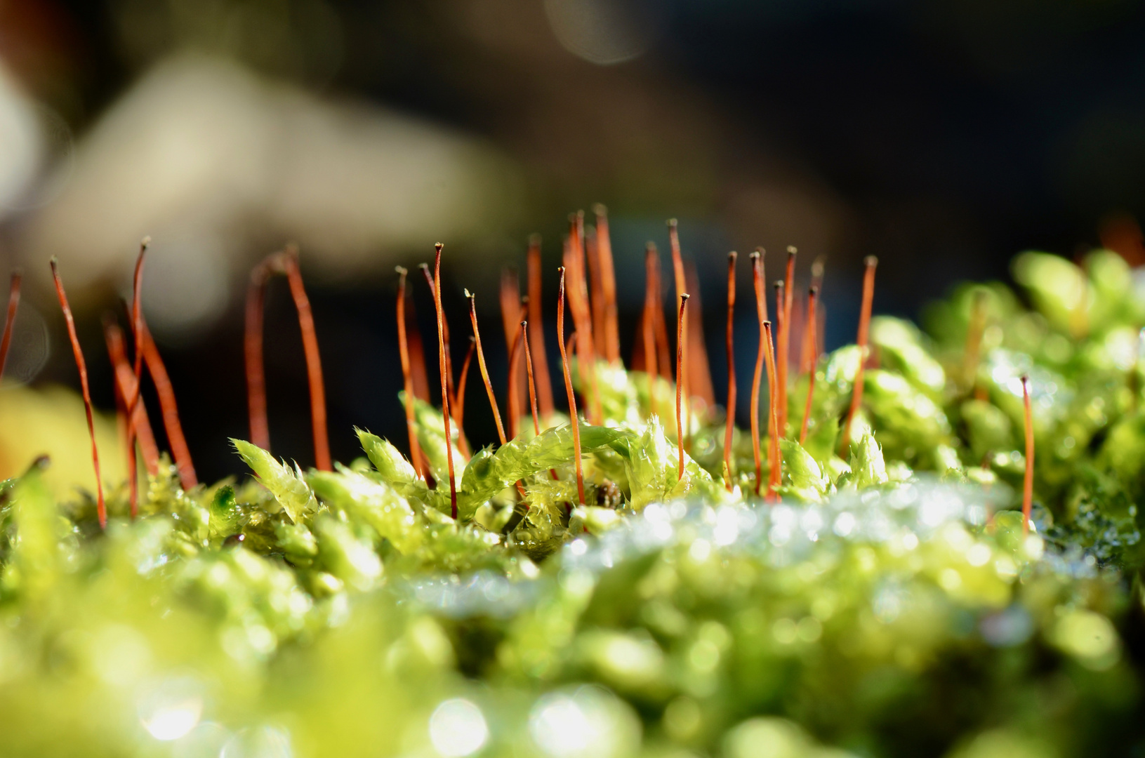 Winter-Moos-Impressionen (2) 