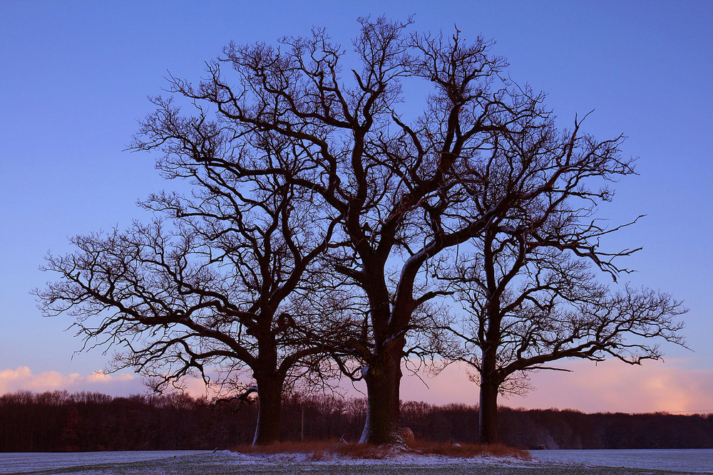 Winter-Morgen