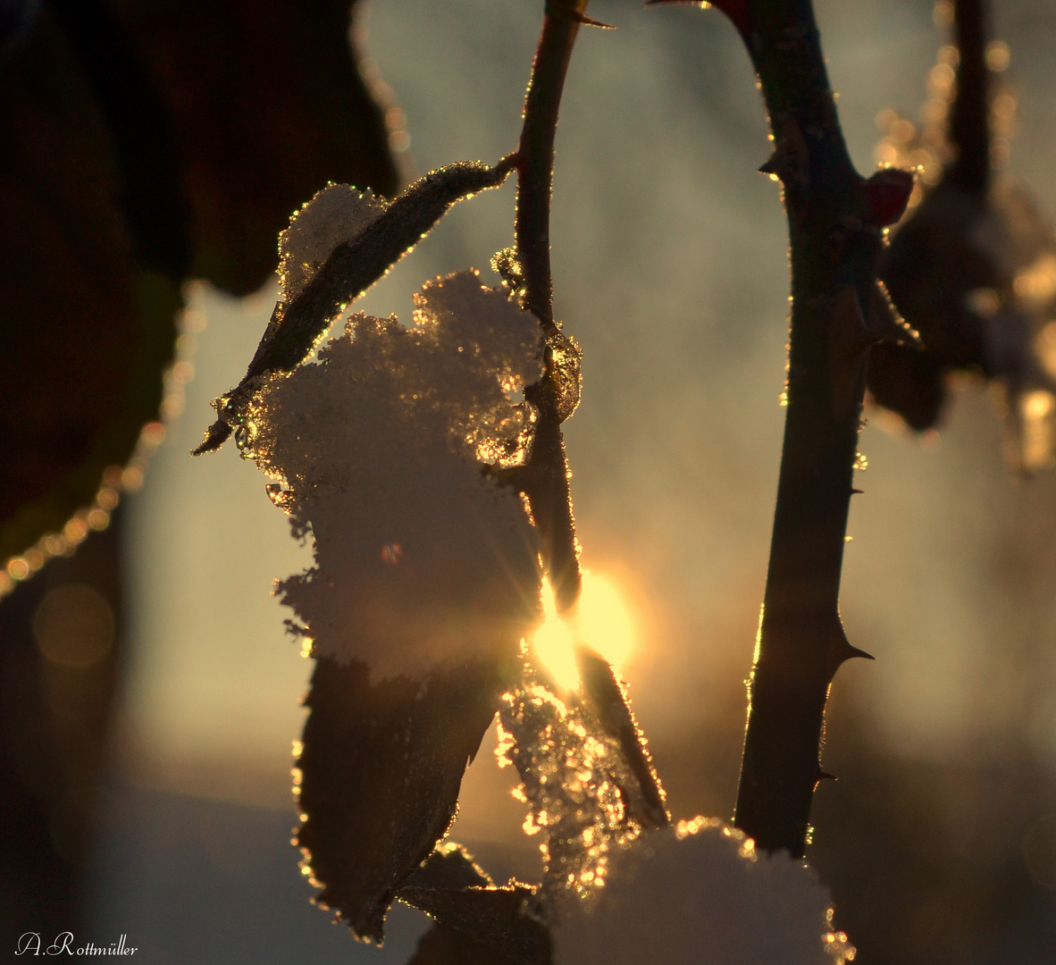 Winter-Morgen im Garten!