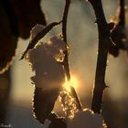 Winter-Morgen im Garten!