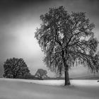 Winter Morgen im Hunsrück