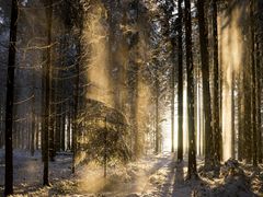 Winter Morgen IV