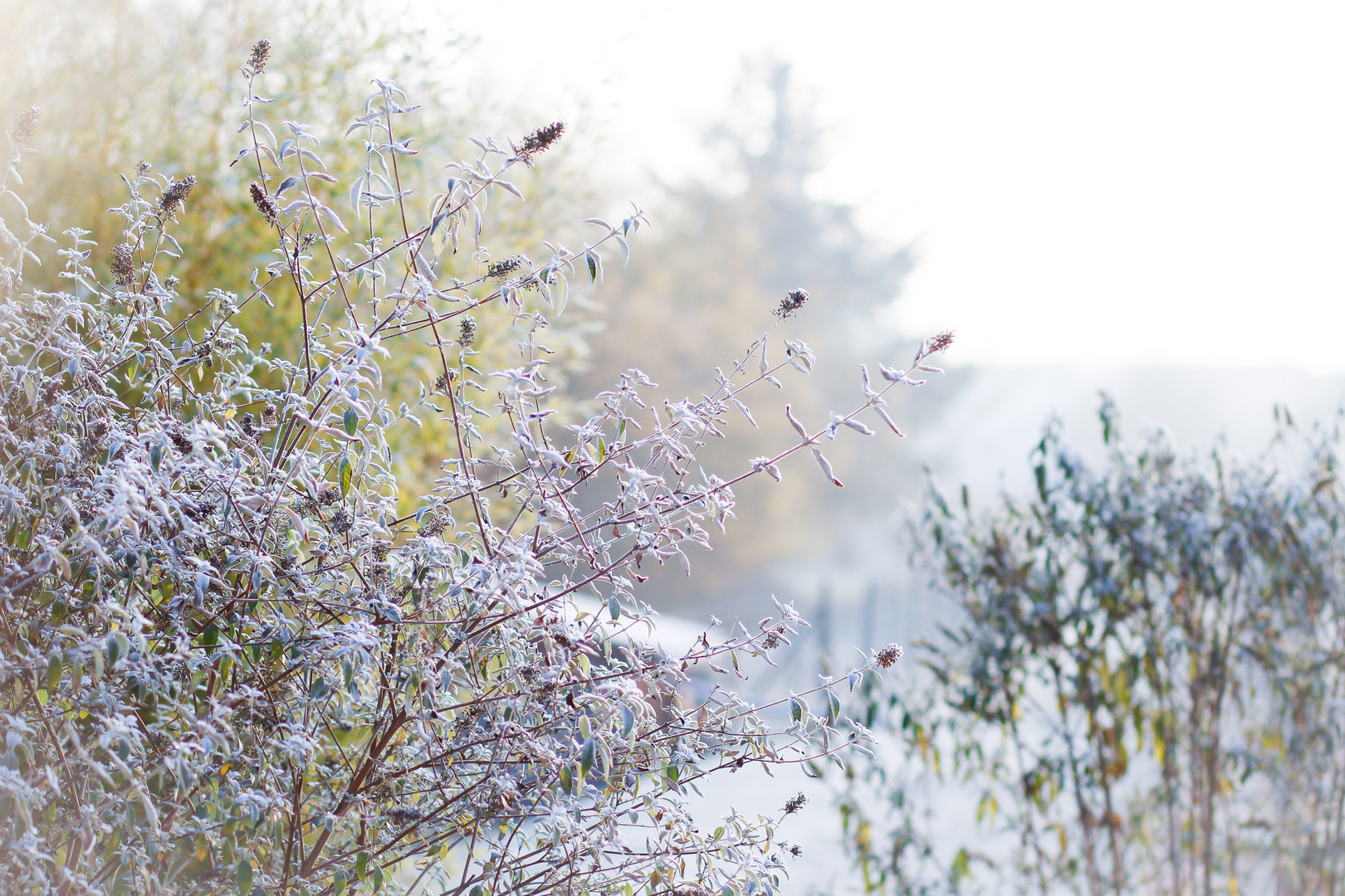 winter morning