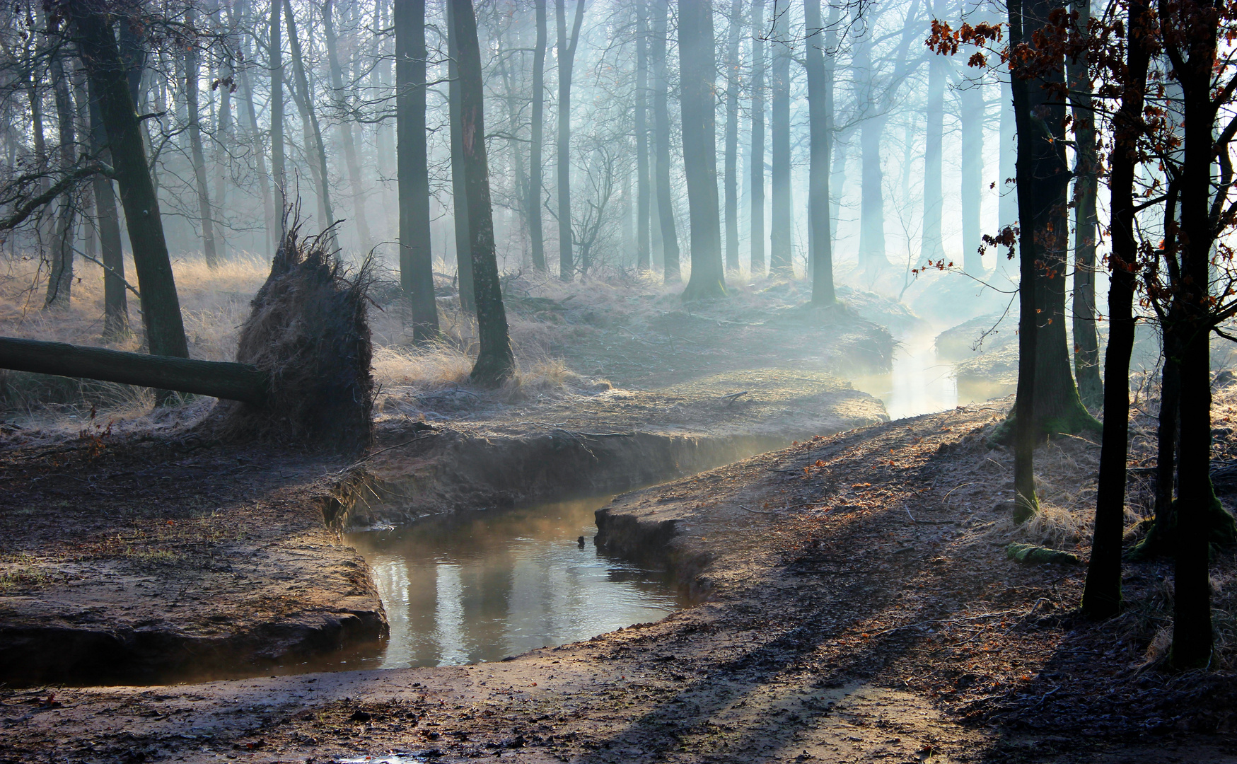 Winter Morning