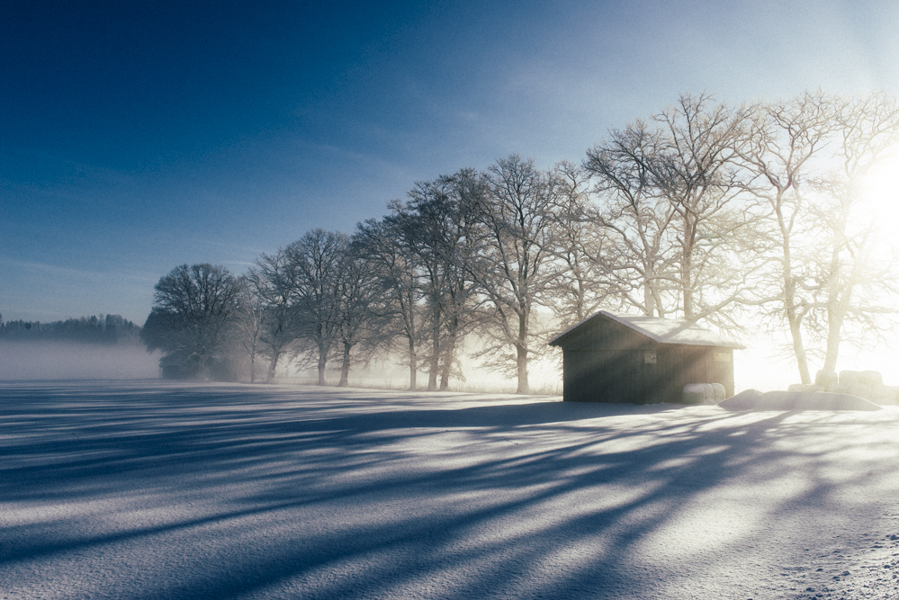 Winter Morning