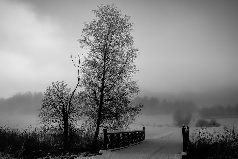 Winter Morning Fog by Tony