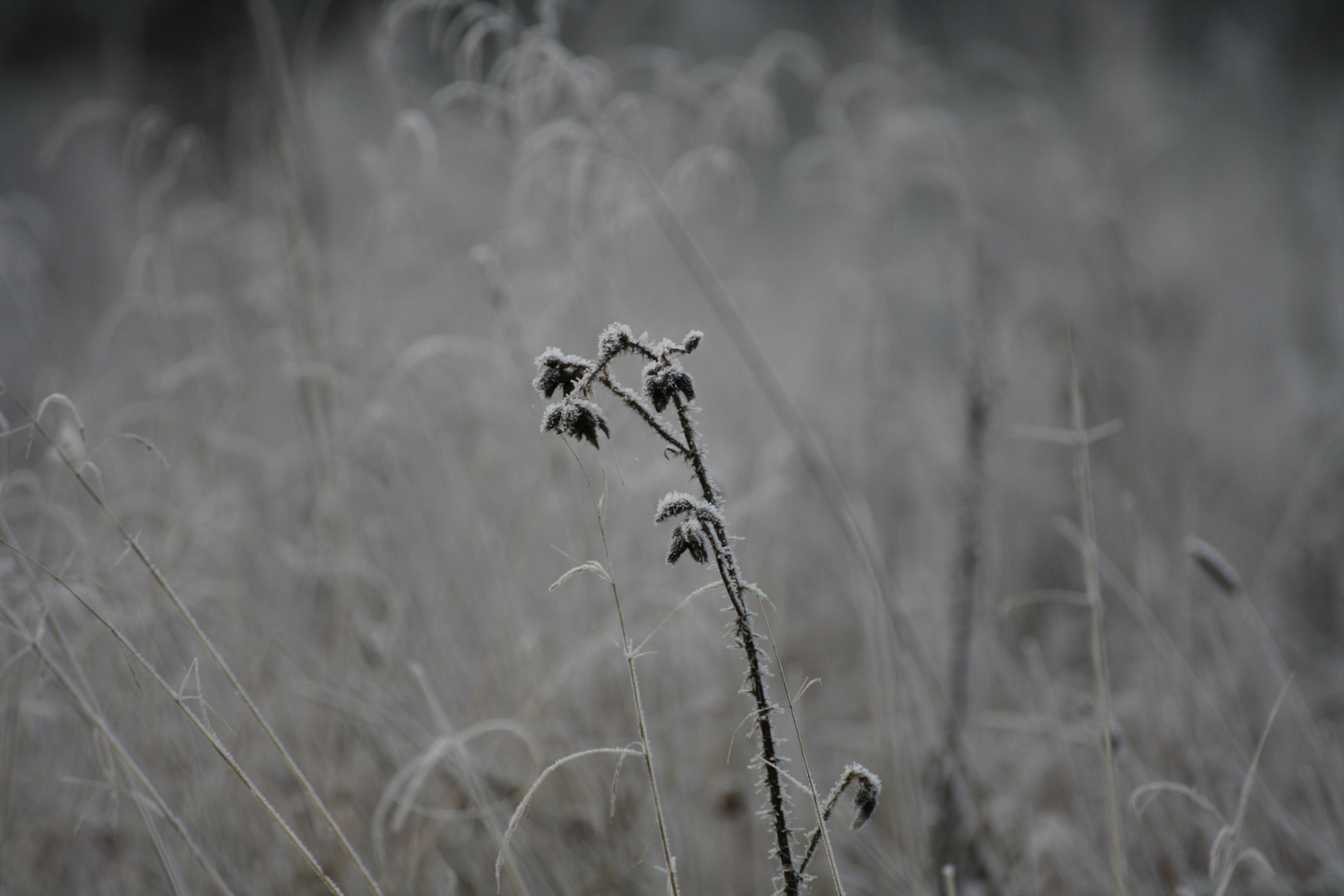 Winter morning in black and white