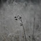 Winter morning in black and white