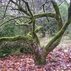 winter moss encrusted tree