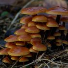 Winter Mushrooms!