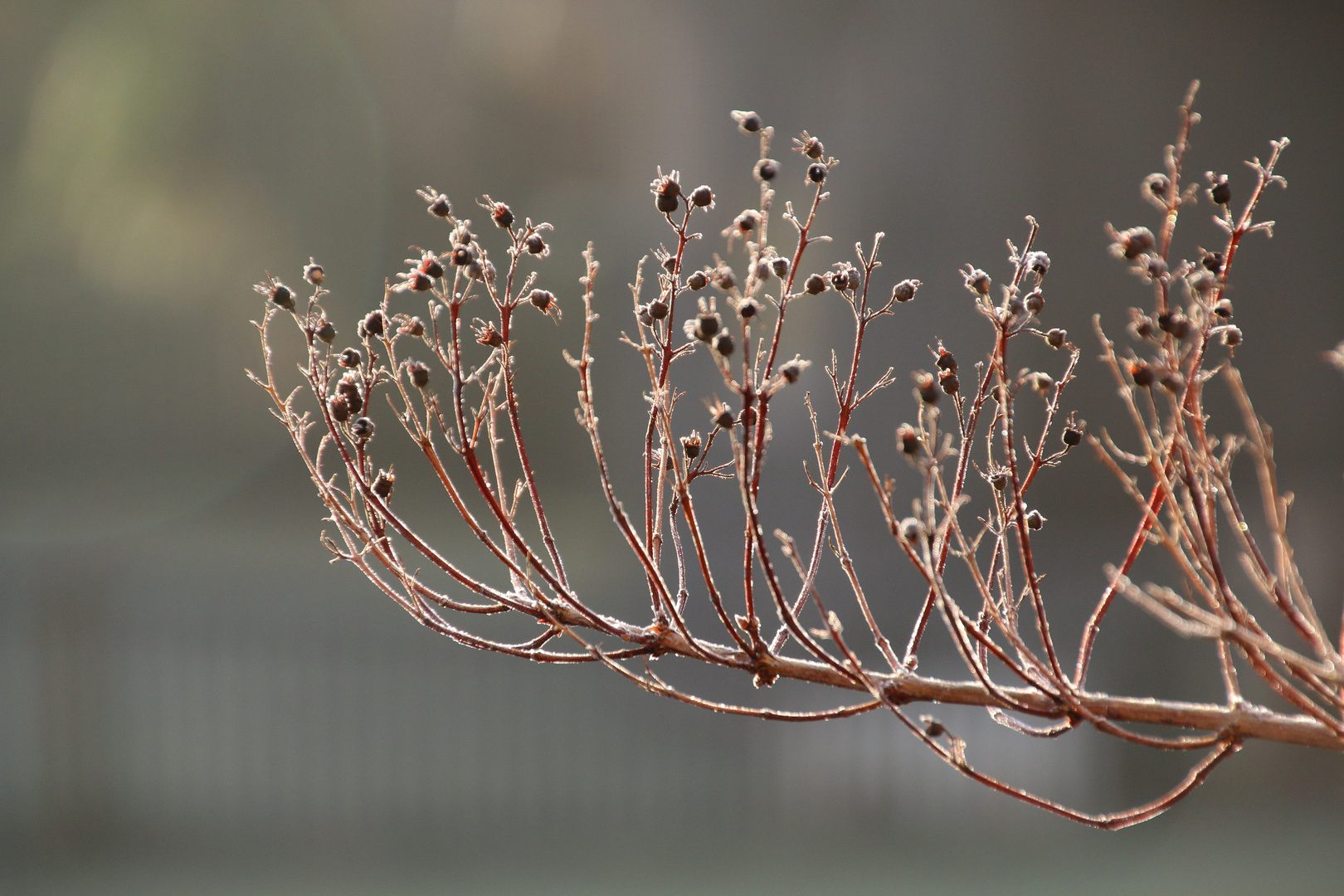 Winter naja