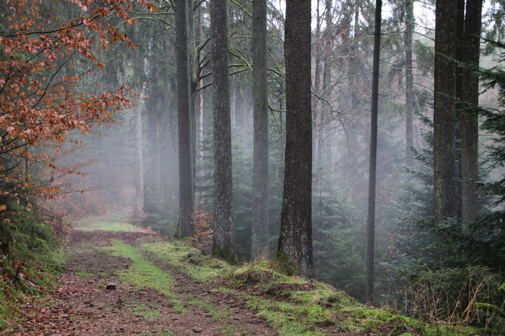 Winter. Nebel in Wald. 