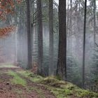 Winter. Nebel in Wald. 