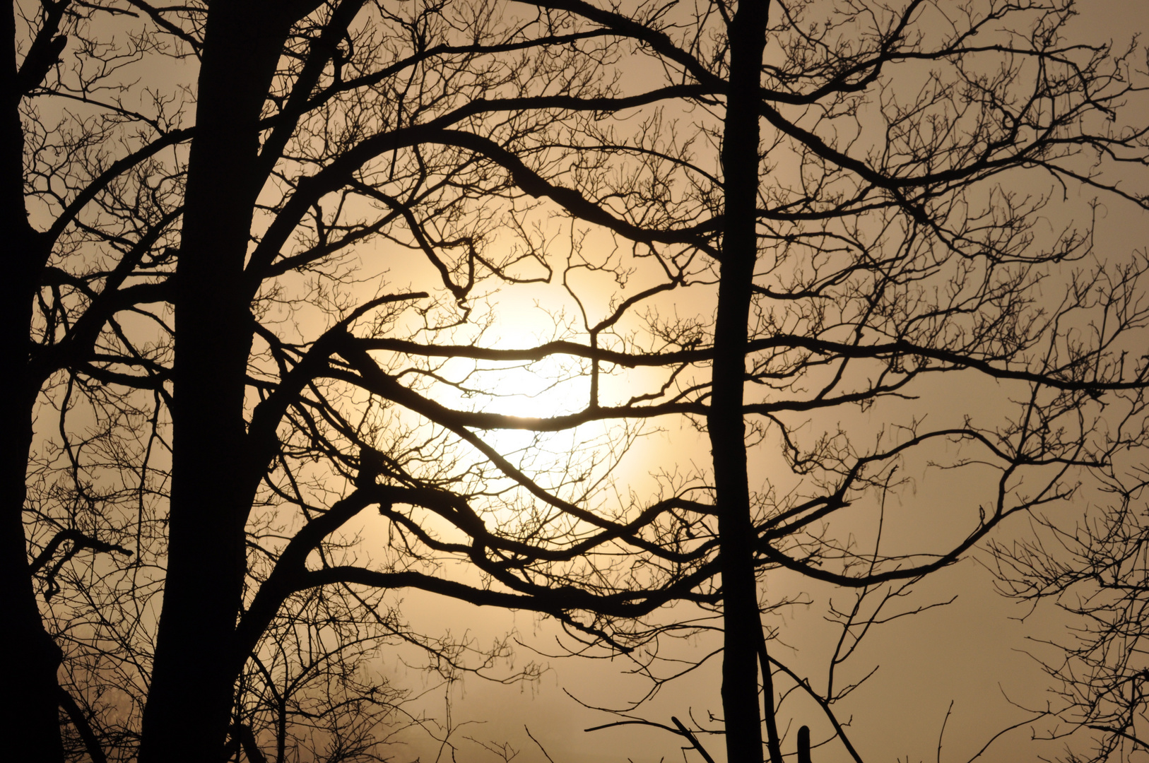 Winter-Nebel-Landschaft Morgenstimmung 2 (Detail)