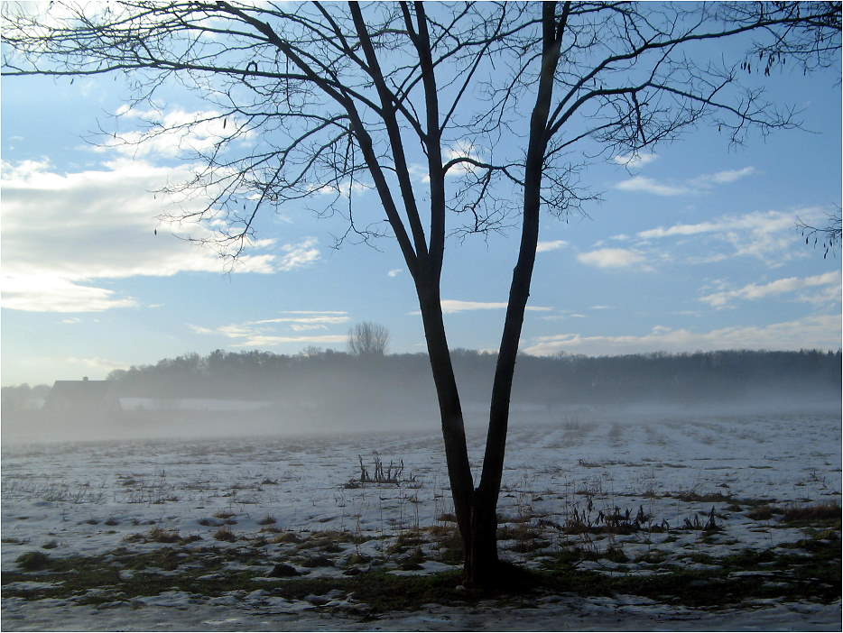 Winter- Nebel- Morgen