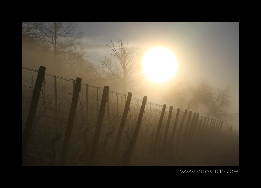 Winter Nebel Sonnen Weinberg