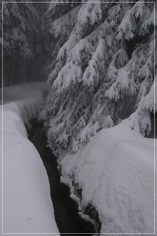 Winter-Nebel-Wald