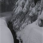 Winter-Nebel-Wald