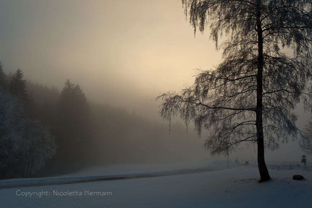 Winter - Nebelstimmung ... (2)