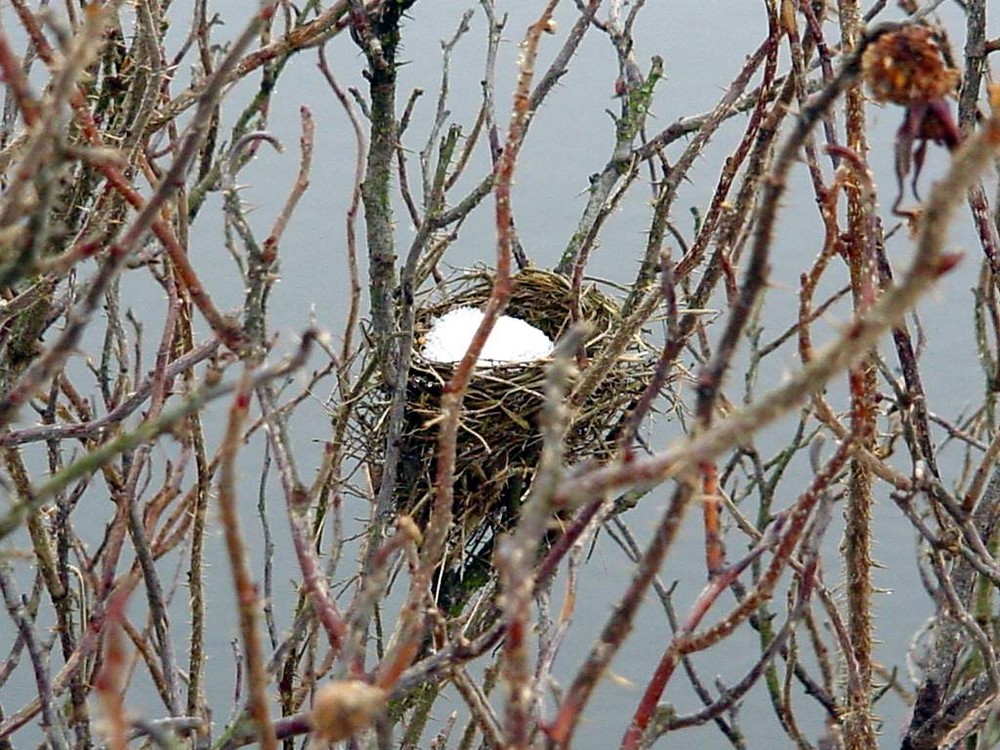 Winter nest