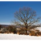 winter oak