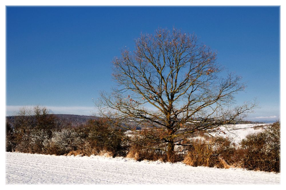 winter oak