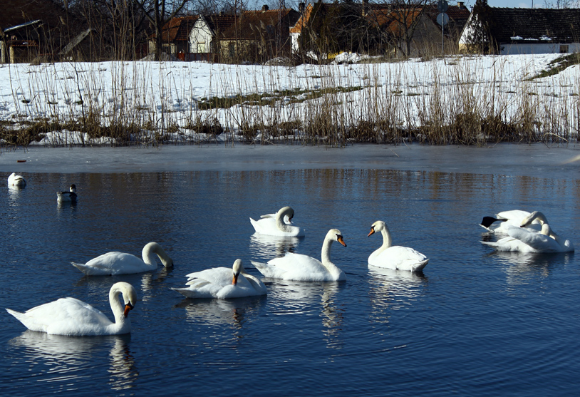 Winter oasis